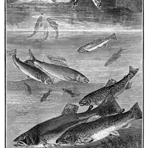 FISH, 1880. The speckled beauty of the brooks. Engraving after a drawing by Daniel C