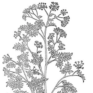 HEMLOCK. (Conium maculatum): woodcut from Leonhard Fuchs De Historia Stirpium