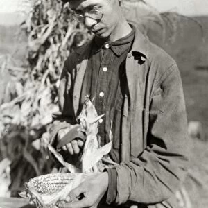 HINE: CORN FARMER, 1921. Gradie Walton with the corn he grew in Pocahontas County, West Virginia
