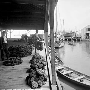 KEY WEST: SPONGE TRADE. Sponge exchange in a wharf in Key West, Florida. Photograph