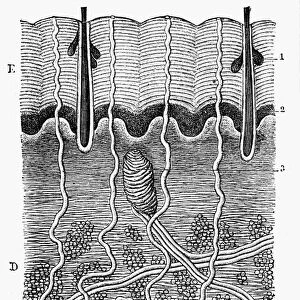 Magnified vertical section through the epidermis and dermis. Line engraving, French, late 19th century