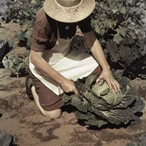 NEW MEXICO: PIE TOWN, 1940. Homesteader Mrs. Norris with cabbage in Pie Town, New Mexico