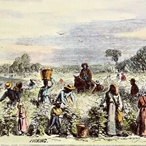 PICKING COTTON, 1867. Field hands picking cotton on the Buena Vista cotton plantation in Clarke County, Alabama. Colored engraving, 1867