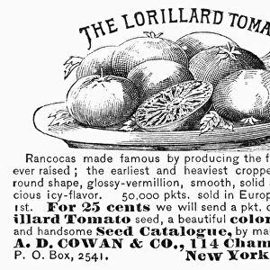 TOMATO ADVERTISEMENT, 1889. American magazine advertisement for Lorillard tomato seeds, 1889