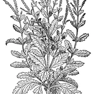 VERVAIN. Common vervain (Verbena officinalis): woodcut from a 1565 edition of Pietro