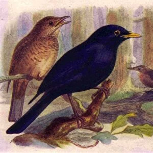 1950s UK Blackbirds Book Plate