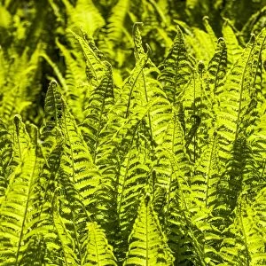 Backlit ferns at Poolewe, Scotland
