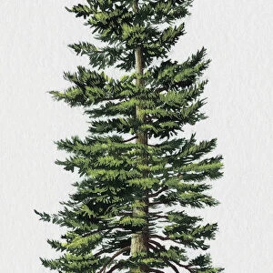 Abies cephalonica (Greek fir)