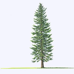 Abies grandis (Giant fir, Grand fir)