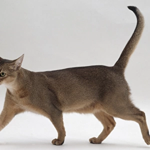 Abyssinian Cat (Felis catus) walking, side view