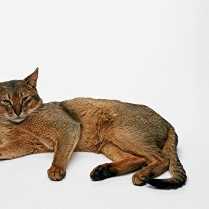 Abyssinian cat lying on side