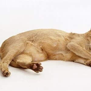 Abyssinian cat lying on side, looking at camera
