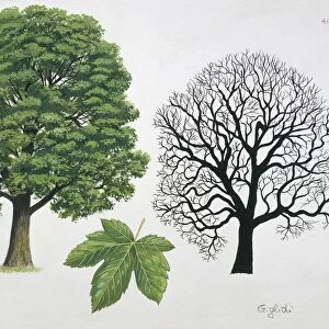 Aceraceae family - Sycamore Maple Acer pseudoplatanus - illustration