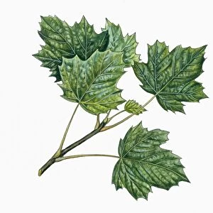 Aceraceae, Leaves of Norway maple Acer platanoides, illustration