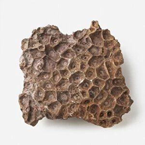 Actinocyathus (Rugose coral) on limestone surface, early Carboniferous era