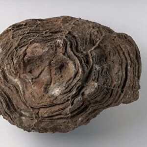 Actinostroma (Stromatoporoid), a fossilised sponge, Cambrian-early Carboniferous era