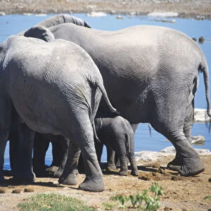Two adult African Elephants (Loxodonta africana) with tiny baby inbetween, standing at watering hole, rear view