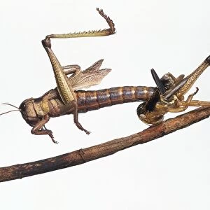 Adult Locust on stem wriggling out of nymphal skin