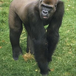 Adult male Lowland Gorilla (Gorilla beringei graueri) on all fours on grass