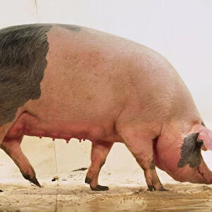 Adult Pietrain sow, pink skin with large grey patches, white hairs, large ears, long snout, teats on underbelly, short curly tail, standing, side view