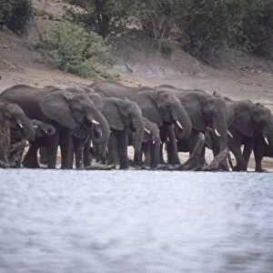 Africa, Botswana, Okavango Delta, Herd of African Elephants (Loxodonta africana) drinking at edge of waterhole, focus on background