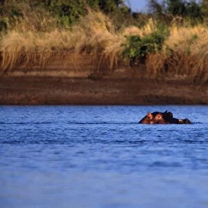 Africa. Kenya. Tana delta Lodge. Tana River. delta. Hippopotamus