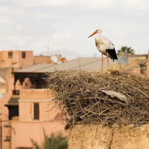 Africa. Morocco. Marrakech. Stork