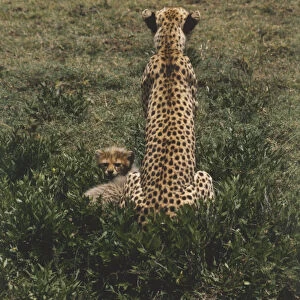 Africa, Tanzania, Serengeti National Park, rear view of adult Cheetah (Acinonyx jubatus) sitting in grass with a baby cheetah looking in opposite direction
