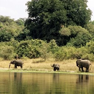 Africa. Uganda. Nile River. Elephants