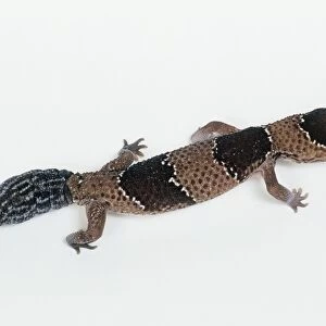 African fat-tailed gecko (Hemitheconyx caudicinctus), high angle view