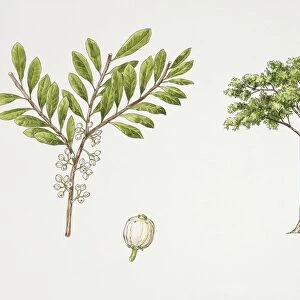 African holly (Ilex mitis) plant with flower, leaf and fruit, illustration