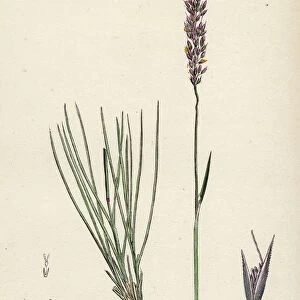 Agrostis setacea, Bristle-leaved Bent-grass