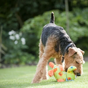 Airedale terrier playing with toy in garden