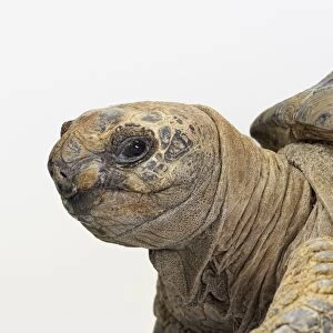 Aldabra Giant Tortoise (Geochelone gigantea) head in profile showing eye and dry skin fold on neck