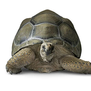 Aldabran giant tortoise - Aldabrachelys gigantea