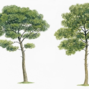 Aleppo pine Pinus halepensis and Maritime pine Pinus pinaster, illustration
