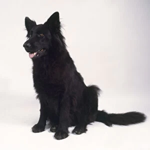 Alert black long-haired German Shepherd Dog, sitting