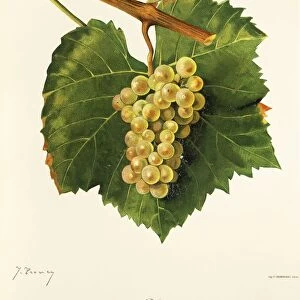 Aligote grape, illustration by J. Troncy