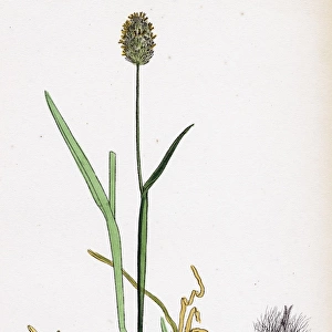 Alopecurus alpinus, Alpine Fox-tail-grass