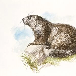 Alpine Marmot (Marmota marmota) sitting on rock, illustration