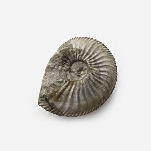 Amaltheus stokesi (Ammonite) shell, Jurassic era