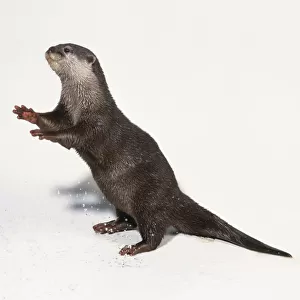 Amblonyx cinereus or Aonyx cinerea (Oriental small-clawed otter, Asian short-clawed otter) on its hind legs
