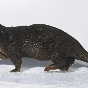 Amblonyx cinereus or Aonyx cinerea (Oriental short-clawed otter, clawless otter) Family Mustelidae