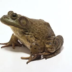American Bullfrog (Rana catesbeiana), sitting