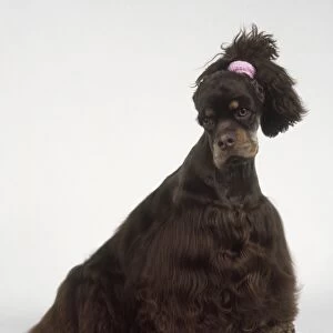 American Cocker Spaniel dog with ears tied back to show shape of head