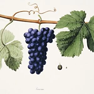Ampelography, Grape Trousseau Jura