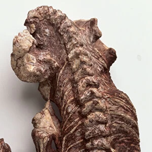 Anapsid - Procolophon: Vertebrae and ribs