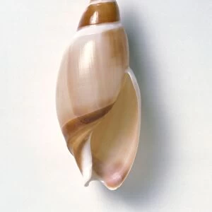 Ancilla shell showing aperture or opening
