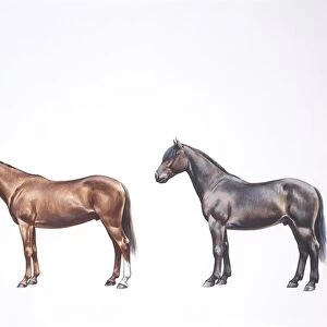 Anglo-arab horse and maremma horse (Equus caballus), illustration