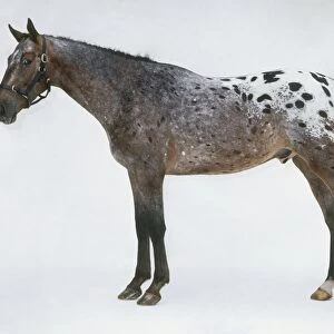 Appaloosa horse, side view